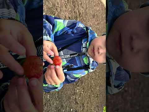 Видео: Наш садовый участок ☺️ Уже месяц как дачники 🍓