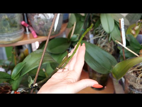 Видео: НЕ остаться без орхидей. Срезаю цветоносы орхидей Когда без этого НЕ обойтись. Ваши истории из жизни