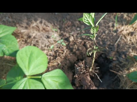 Видео: пересадка черенков гортензии 🌱 укоренённых в теплице под банкой.