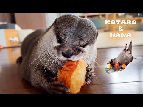 Видео: Пухлая выдра решает сесть на диету!