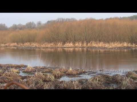 Видео: Весенняя охота 2020г с подсадными  утками.  Первая зорька