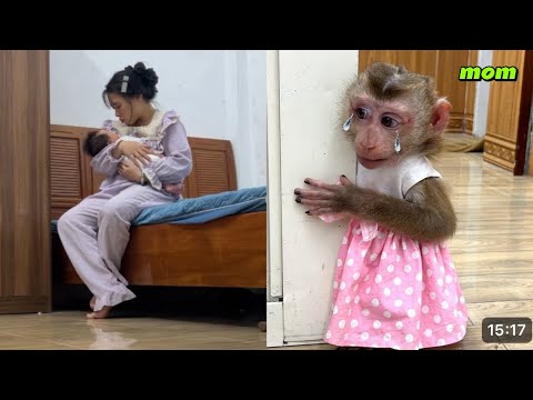 Видео: Обезьянка Диана следит за детенышем, чтобы мать не могла его унести.