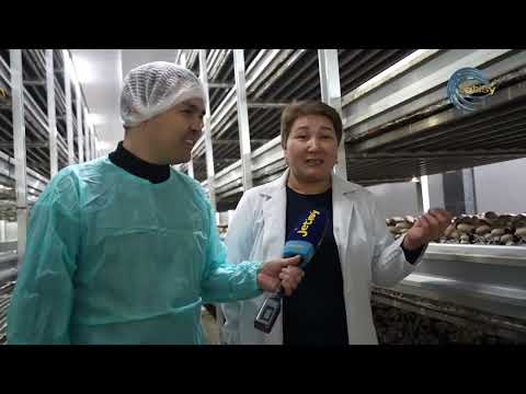 Видео: ЕЛІМІЗДЕГІ ЕҢ ІРІ САҢЫРУҚҰЛАҚ ЗАУЫТЫ /  ЕЛ мен ЖЕР / 16.02.2024