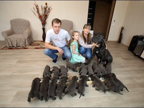 Видео: В Воронеже собака породы кане-корсо родила 19 щенков