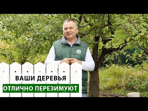 Видео: Влагозарядковый полив СПАСЕТ ваши деревья!