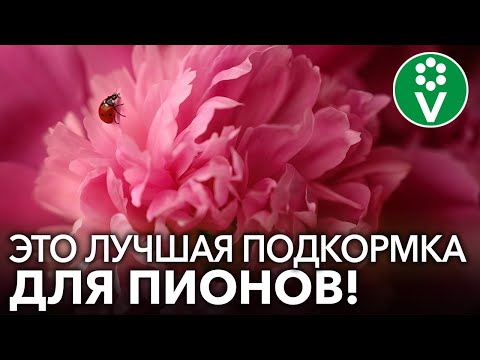 Видео: У ВАС БУДУТ САМЫЕ КРАСИВЫЕ ПИОНЫ, ЕСЛИ вы используете ЭТИ подкормки!