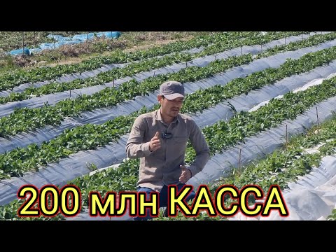 Видео: Чёрный принц бизнеси сезонда 200 млн даромад