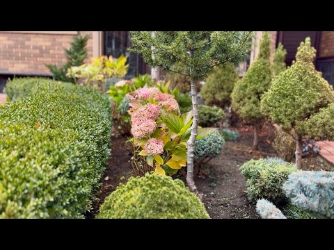 Видео: НЕ ЦЕРЕМОНЮСЬ С КРУПНОЛИСТНЫМИ ГОРТЕНЗИЯМИ, А ОНИ ЦВЕТУТ! КАК МЫ БЕЗ СВЕТА?