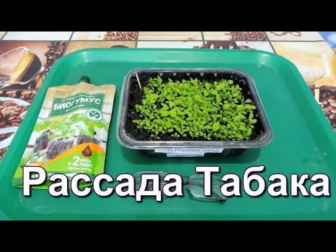 Видео: Присыпной способ посева семян Табака.