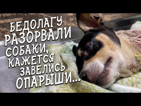 Видео: Спасение животных / Лежал несколько дней на трассе / Еще немного, и его бы ели опарыши