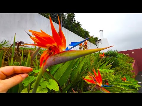 Видео: Девочки, чтобы быть счастливой, нужно просто пристрелить в себе ломовую лошадь)))