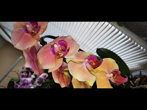 Видео: Балкон с орхидеями. Температура Чем утеплила | Цветоносы ВЕЗДЕ