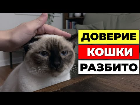 Видео: 7 ошибок хозяина, после которых кошка ПЕРЕСТАЁТ доверять