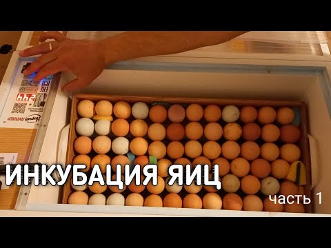 Видео: ИНКУБАЦИЯ ЯИЦ часть 1. Инкубация яиц от А до Я в инкубаторе Норма Луппер 72.