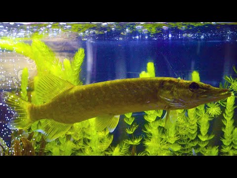 Видео: Речные рыбы в аквариуме [Транспортировка, Содержание, Кормление речных рыб в аквариуме]