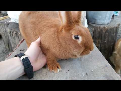 Видео: ВОТ ОНИ Кролики и клетка