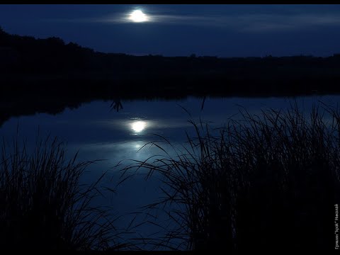Видео: Озеро Вельё. Ночевка в лесу. Ночные нырялки.