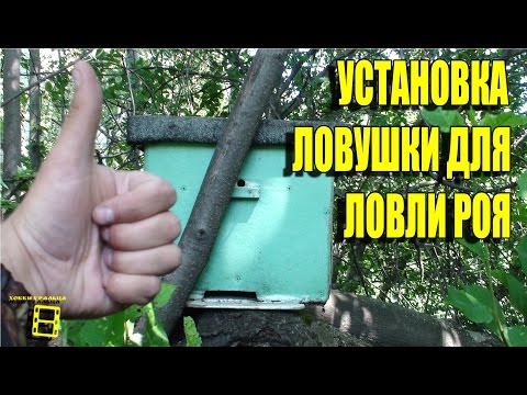 Видео: УСТАНОВКА ЛОВУШКИ ДЛЯ ЛОВЛИ РОЯ. ЛОВЛЯ РОЕВ ИЛИ ПЧЕЛЫ БЕСПЛАТНО ЧАСТЬ 2 #РОЙ #ЛОВУШКА #ПЧЕЛЫ