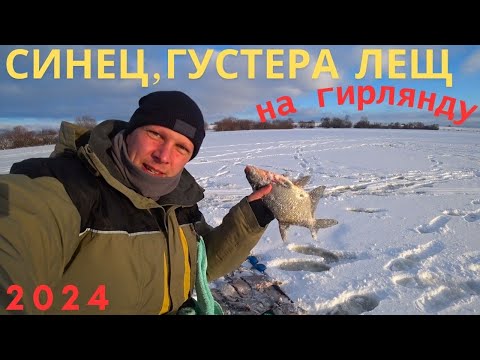 Видео: ВЕДРО РЫБЫ С 2 ЛУНОК! 2024 ЛЕЩ, синец, ГУСТЕРА на ГИРЛЯНДУ! Рыбалка зимняя Беларусь, Припять!
