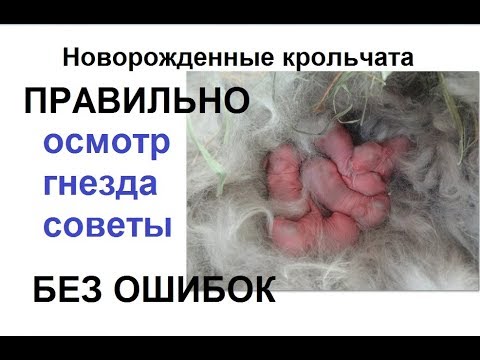 Видео: Осмотр гнезда с крольчатами. Новорожденные крольчата осматриваем гнездо. Правильно осмотреть гнездо