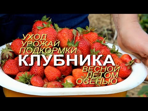 Видео: Выращивание и Уход за КЛУБНИКОЙ с весны до осени! Советы от ЗЕЛЕНОГО ОГОРОДА!