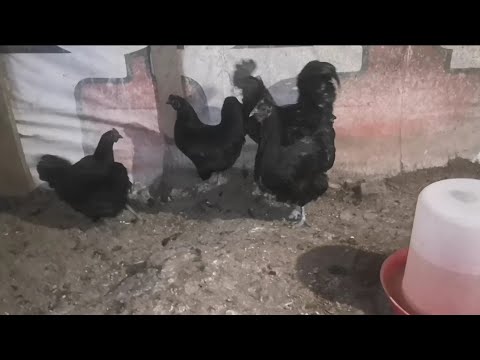 Видео: Чёрные куры Ухейилюй, Жара в курятнике