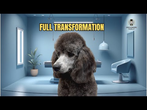 Видео: Уход за собаками-спасателями: от спутанной шерсти пуделя до нежного преображения