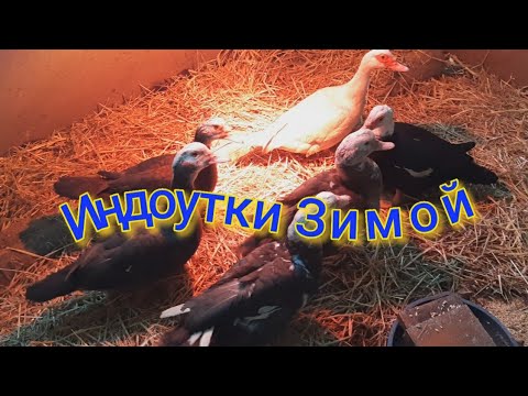 Видео: ИНДОУТКИ ЗИМОЙ В ХОЛОДНОМ САРАЕ/ЖИЗНЬ В ДЕРЕВНЕ