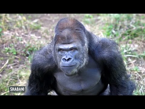 Видео: Серебряный спинной горилла на следующий день после того, как его дочь ушла из дома | НЭнни и ГЕНТАРО