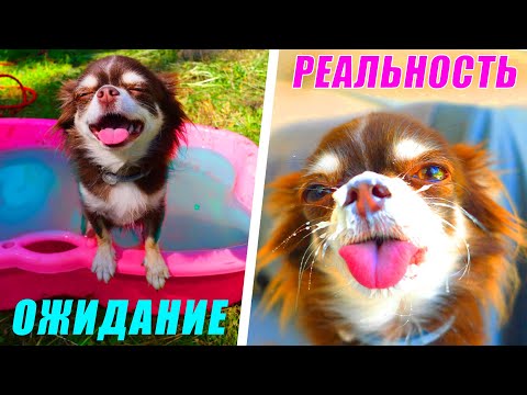 Видео: КОРОЧЕ ГОВОРЯ, ЛЕТНИЕ КАНИКУЛЫ ГЛАЗАМИ СОБАКИ! ОЖИДАНИЕ vs РЕАЛЬНОСТЬ
