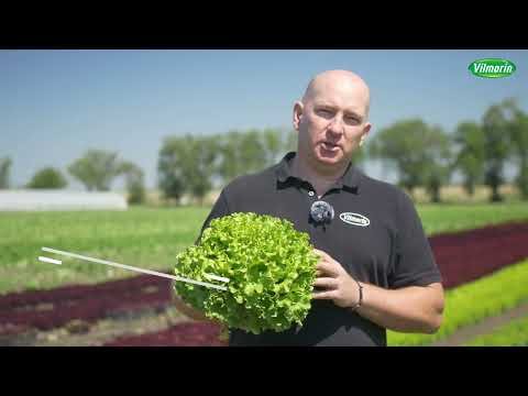 Видео: Полезные для здоровья и удобные в производстве: салаты «Батавия» от компании «Вильморин»