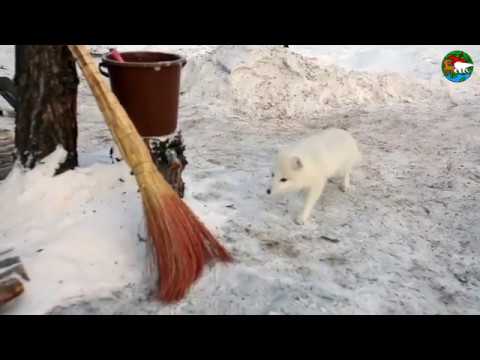 Видео: Песец- дебошир. Плато Путорана. Озеро Аян / Arctic Fox, The Little Rascal. Siberia