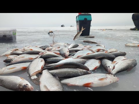 Видео: ПОПАЛИ НА ЖОР!!!  ЛЕСКА РИПИТЬ. Зимова рибалка 2023 на Кременчуцькому водосховищі