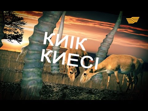 Видео: «Арнайы хабар». Киік киесі