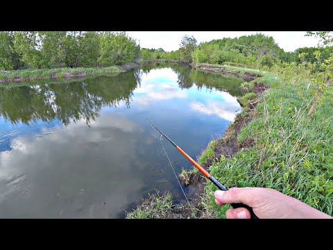 Видео: ОТ ЭТИХ ПОКЛЁВОК ЗАХВАТЫВАЕТ ДУХ И МУРАШКИ ПО КОЖЕ! Рыбалка на утренней зорьке.