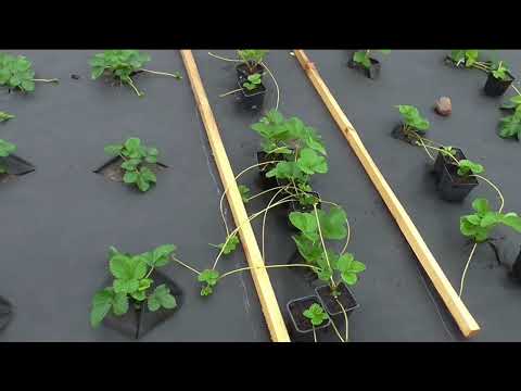 Видео: НАС ЗАЛИВАЕТ!  Что выживет, пока не знаем....