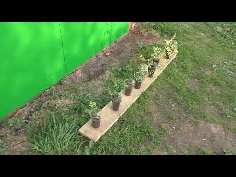 Видео: Сажаем Белую акацию в открытый грунт.