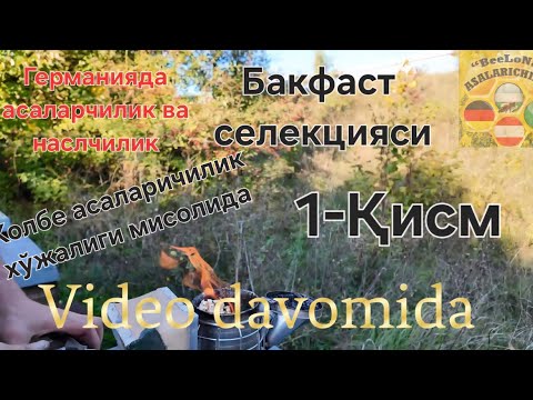 Видео: 1-Қисм Асалари оилалари Германияда қандай қишловга киргизилади. Бакфаст селекцияси @BeeLoNa1 