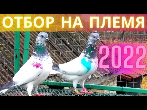 Видео: Лучшие высоколетные голуби на племя