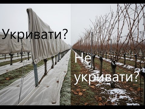 Видео: Укривати чи не укривати виноград на зиму????