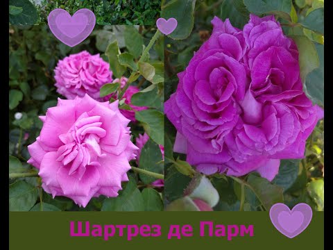 Видео: Обзор розы сорта Шартрез де Парм на полном степном солнце и ветре в зоне 6А по USDA. Первая часть