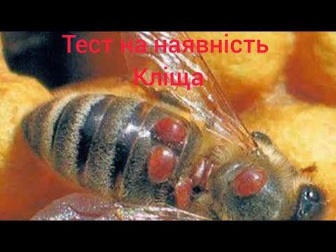 Видео: Тест на наявність кліща вароа.  Testing bees for mites.
