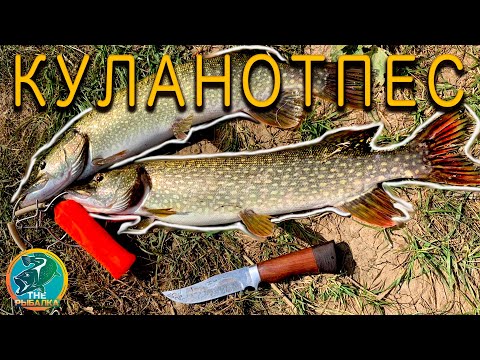 Видео: Куланотпес, ловим щуку. Рыбалка в хорошей компании.