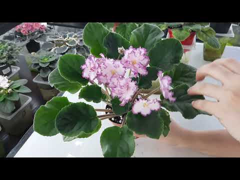 Видео: ФИАЛКИ КОТОРЫЕ Я ЛЮБЛЮ! 10 достойных сортов моей коллекции.