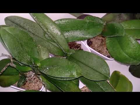 Видео: ПОСЛЕ ЭТОГО ПОЛИВА ОРХИДЕИ ПОПРУТ ЦВЕТЕНИЯ ! КАК ПОЛИВ ОРХИДЕЙ ВЛИЯЕТ НА ФАЛЕНОПСИС !