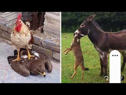 Видео: Кухи чилдухтарон