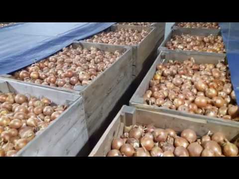 Видео: Храним лук 8 месяцев... We store onions for 8 months ...