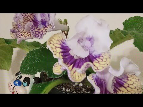 Видео: Стрептокарпусы на фитильном поливе.