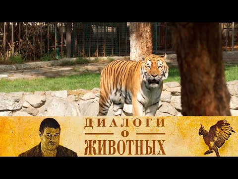 Видео: Сафари Парк в Геленджике. 14-я серия // Диалоги о животных @SMOTRIM_KULTURA