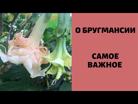 Видео: Все о Бругмансии кратко !